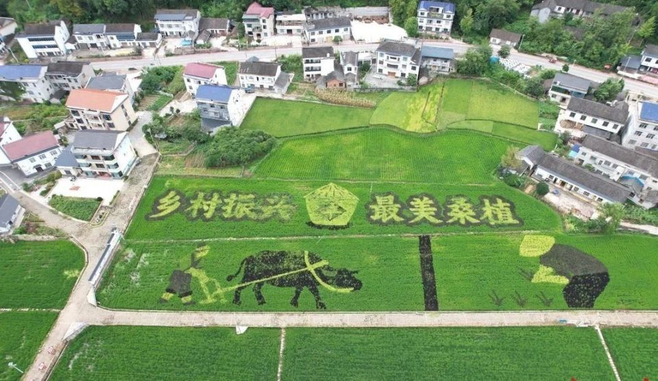 中欧体育